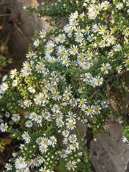 430133 - Aster (Aster speciosus 'Connecticut')