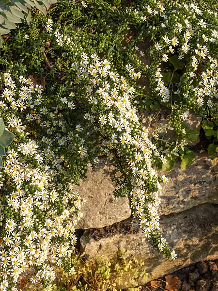 430134 - Aster (Aster speciosus 'Connecticut')