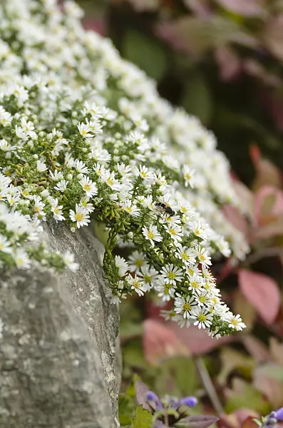 501115 - Aster (Aster speciosus 'Connecticut')