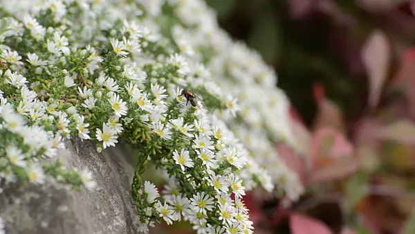 501118 - Aster (Aster speciosus 'Connecticut')