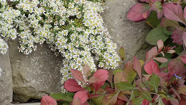 501119 - Aster (Aster speciosus 'Connecticut') et ceratostigme (Ceratostigma plumbaginoides)