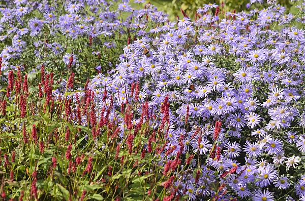 548144 - Aster (Aster x frikartii) and mountain fleece (Bistorta amplexicaulis syn. Polygonum amplexicaule)