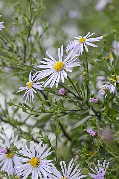 523217 - Aster (Aster x frikartii 'Flora's Delight')