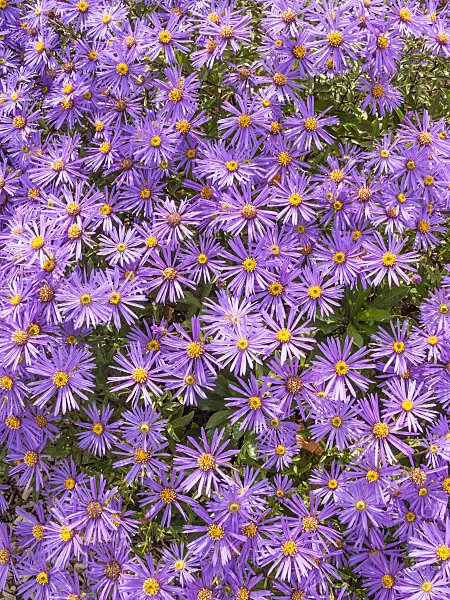 418009 - Aster (Aster x frikartii 'Jungfrau')