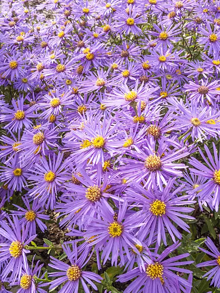 418010 - Aster (Aster x frikartii 'Jungfrau')