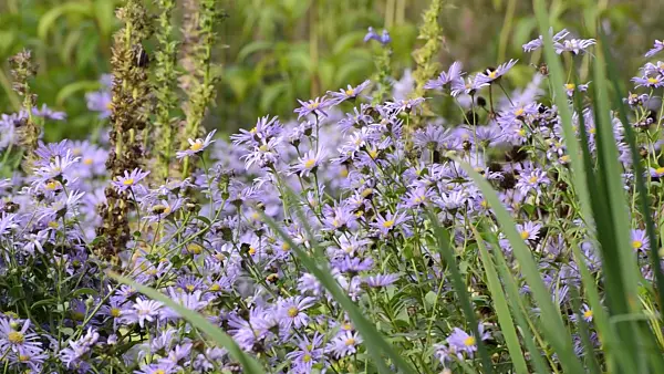 500076 - Aster (Aster x frikartii 'Mönch')