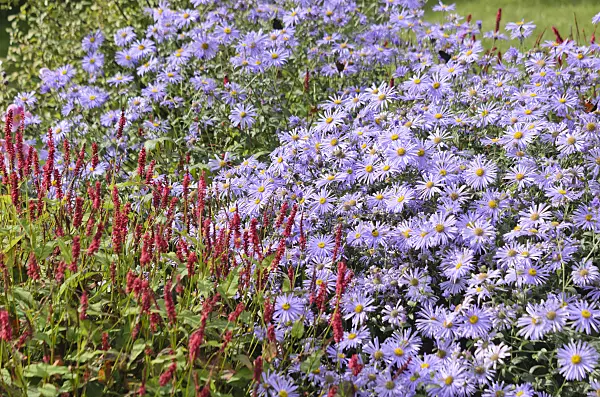548146 - Aster (Aster x frikartii) und Kerzenknöterich (Bistorta amplexicaulis syn. Polygonum amplexicaule)