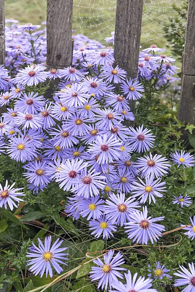 616361 - Aster (Aster x frikartii 'Wunder von Stäfa')