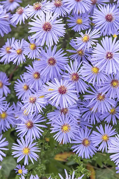 616362 - Aster (Aster x frikartii 'Wunder von Stäfa')