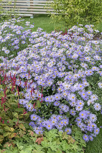 651091 - Aster (Aster x frikartii 'Wunder von Stäfa')