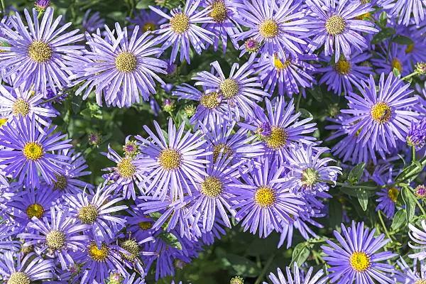 651093 - Aster (Aster x frikartii 'Wunder von Stäfa')