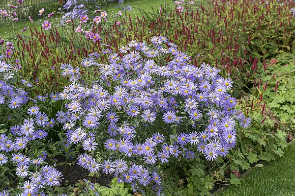 651094 - Aster (Aster x frikartii 'Wunder von Stäfa')
