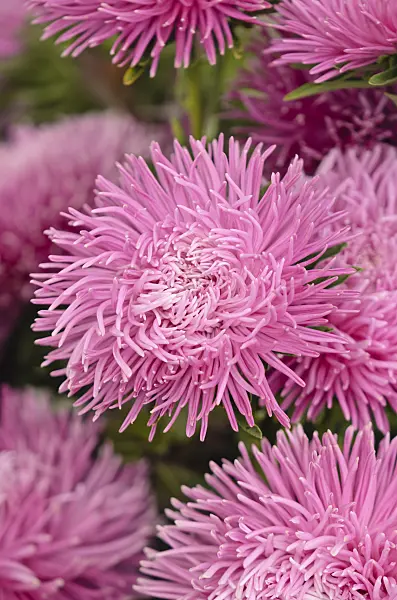 571075 - Aster de Chine (Callistephus chinensis 'Lux')