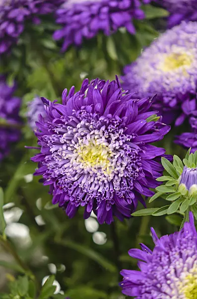571070 - Aster de Chine (Callistephus chinensis 'Prinova Dark Blue')