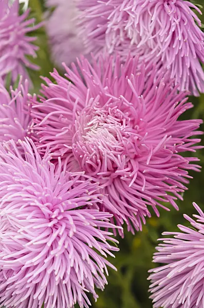 571069 - Aster de Chine (Callistephus chinensis 'Siam')
