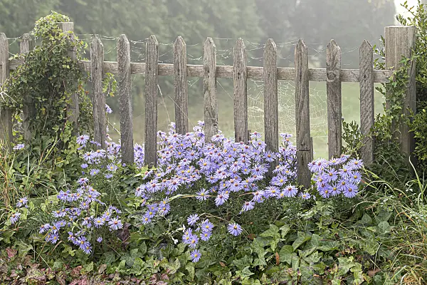 616363 - Aster de Frikart (Aster x frikartii 'Wunder von Stäfa')