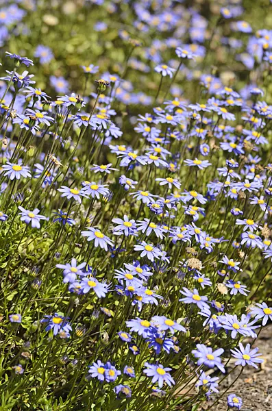 508508 - Aster du Cap (Felicia Cape Town Blue)