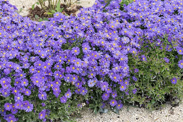 675019 - Aster nain d'automne (Aster dumosus 'Blauer Gletscher')