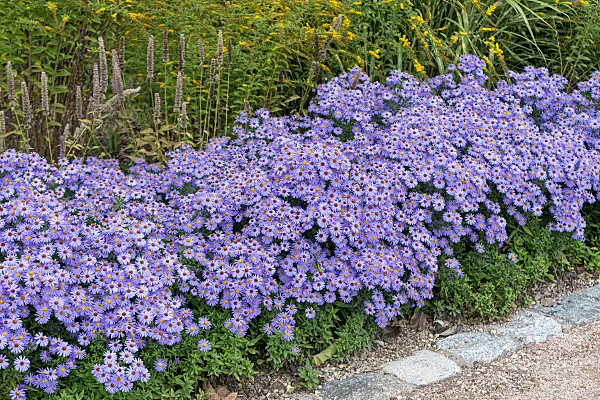 675021 - Aster nain d'automne (Aster dumosus 'Blauer Gletscher')