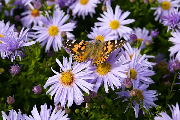 672047 - Aster nain d'automne (Aster dumosus 'Silberteppich') et vanesse du chardon (Vanessa cardui)