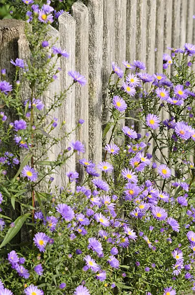 525074 - Astern (Aster) an einem Holzzaun