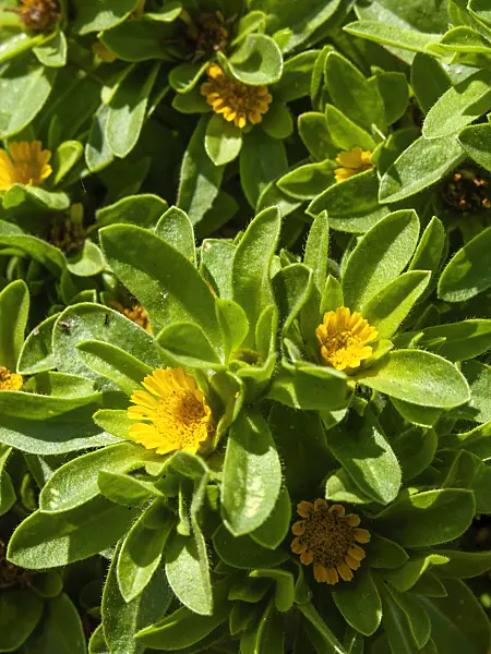 427226 - Astérolide aquatique (Asteriscus aquaticus)