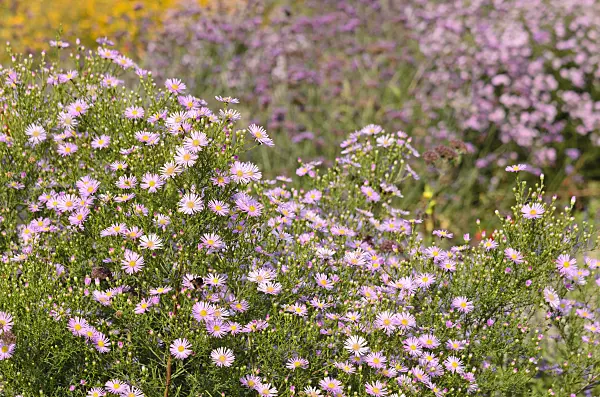 525147 - Asters (Aster)