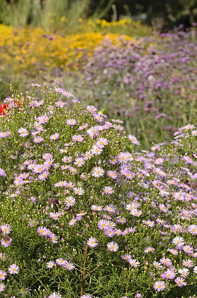 525148 - Asters (Aster)