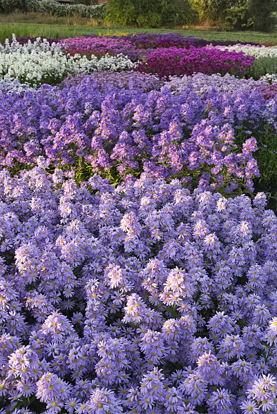 536213 - Asters (Aster)