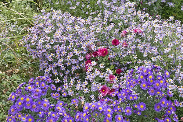 573115 - Asters (Aster) and chrysanthemums (Chrysanthemum)