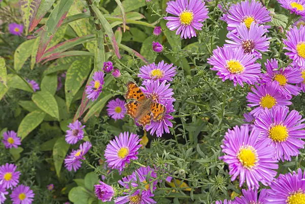 573104 - Asters (Aster) and comma (Polygonia c-album syn. Nymphalis c-album)