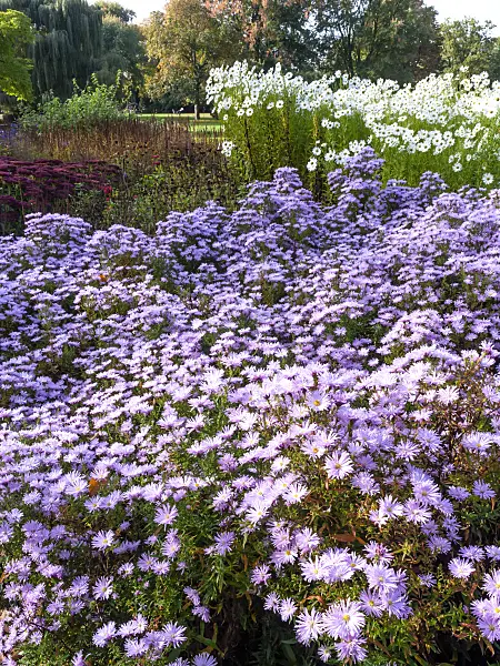 465186 - Asters (Aster) and Hungarian daisy (Leucanthemella serotina)
