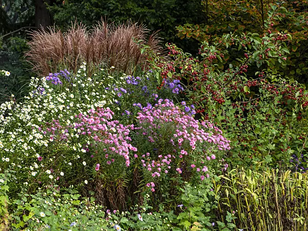 442098 - Asters (Aster), apple (Malus) and Chinese silver grasses (Miscanthus)