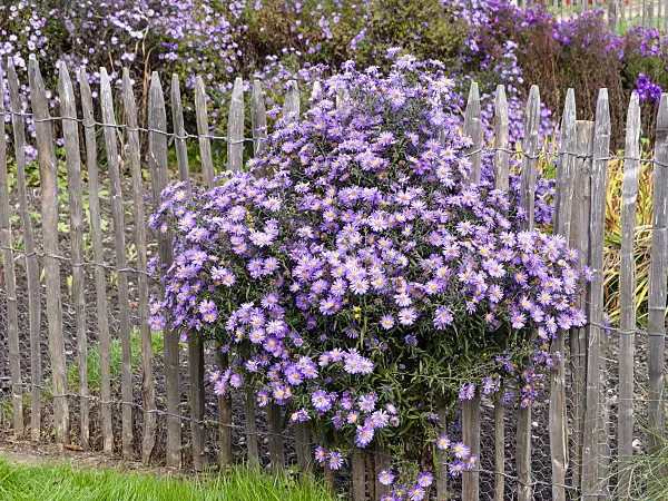 465173 - Asters (Aster) at a wooden fence