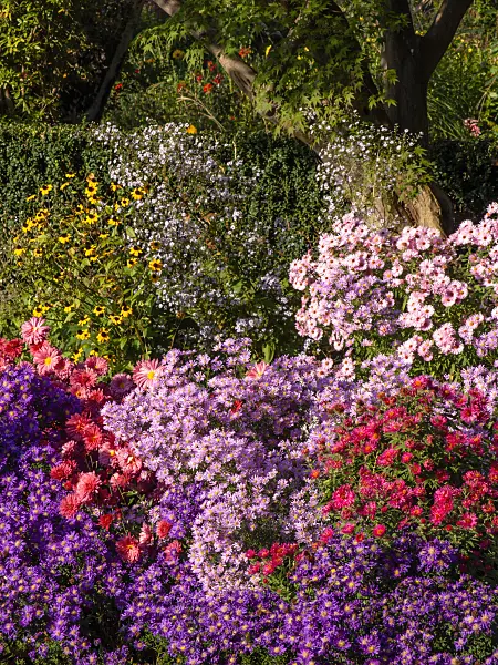 430116 - Asters (Aster), chrysanthemums (Chrysanthemum) and cone flowers (Rudbeckia)