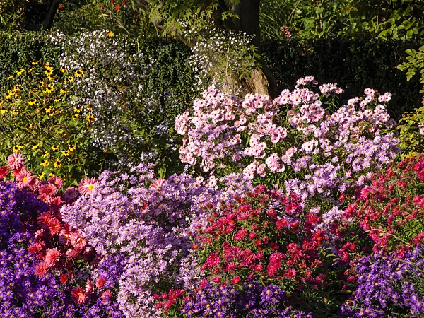 430117 - Asters (Aster), chrysanthemums (Chrysanthemum) and cone flowers (Rudbeckia)