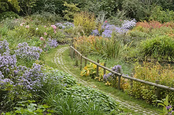 549132 - Asters (Aster) dans un jardin automnal