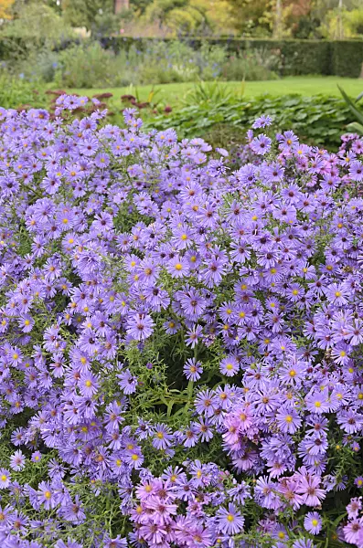 549139 - Asters (Aster) dans un jardin automnal