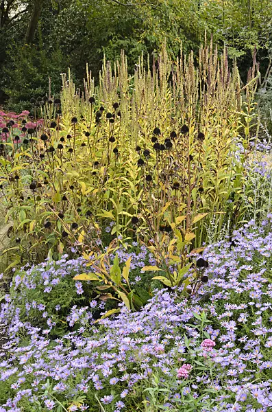 549141 - Asters (Aster) dans un jardin automnal