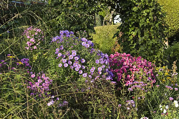 512104 - Asters (Aster) in an autumnal garden