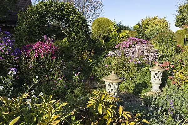 512105 - Asters (Aster) in an autumnal garden