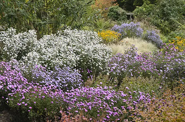 549030 - Asters (Aster) in an autumnal garden