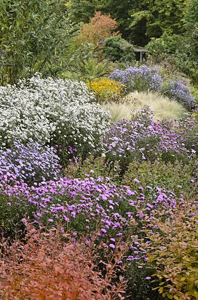 549031 - Asters (Aster) in an autumnal garden