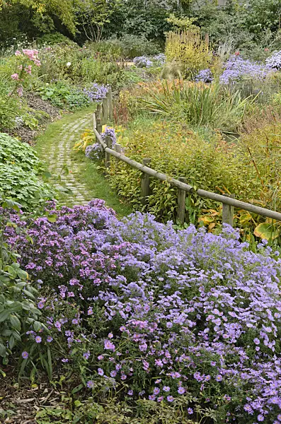 549133 - Asters (Aster) in an autumnal garden