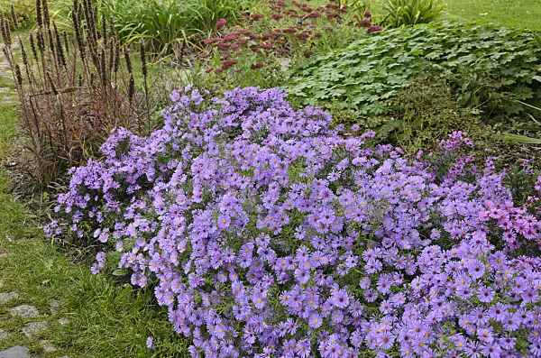 549134 - Asters (Aster) in an autumnal garden