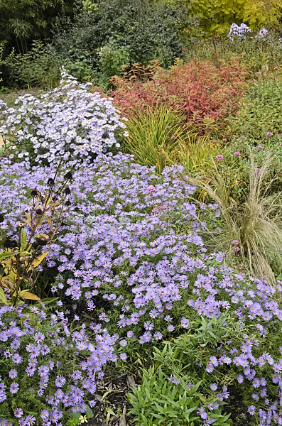 549135 - Asters (Aster) in an autumnal garden