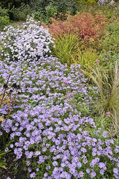 549136 - Asters (Aster) in an autumnal garden