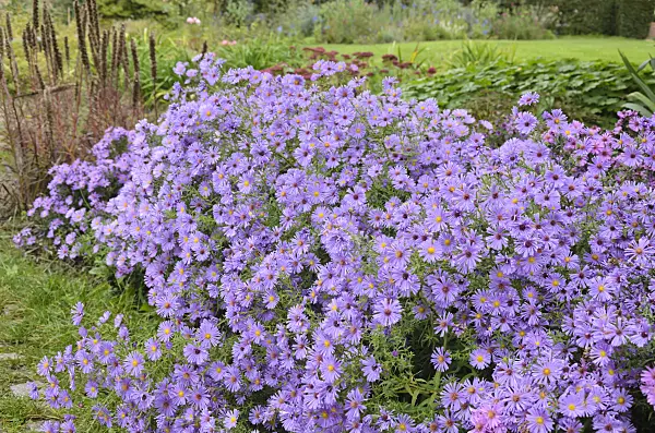549140 - Asters (Aster) in an autumnal garden