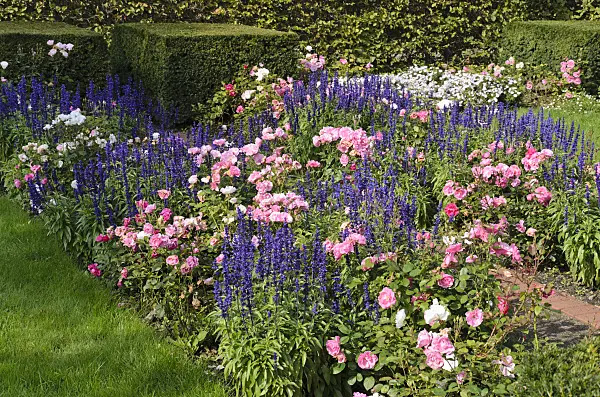 500154 - Asters (Aster), roses (Rosa) and sages (Salvia)
