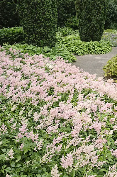 486046 - Astilbe (Astilbe)